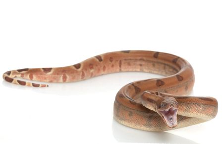 Hypo Central American Boa (Boa constrictor imperator) isolated on white background.