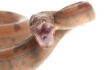 Hypo Central American Boa (Boa constrictor imperator) isolated on white background.