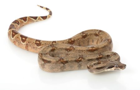 Hypo Columbian Red-tailed Boa (B. c. Constrictor) on white background.