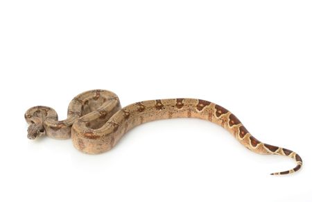 Hypo Columbian Red-tailed Boa (B. c. Constrictor) on white background.の写真素材