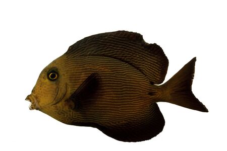 Chevron Tang (Ctenochaetus hawaiiensis) on white background.