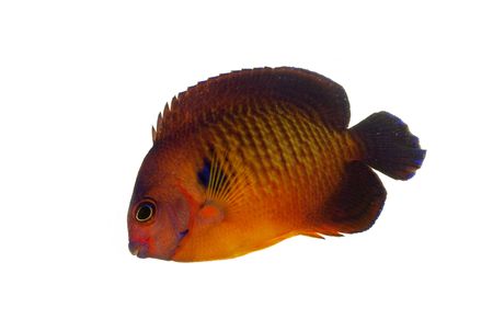 Coral Beauty Angelfish (Centropyge bispinosus) isolated on white background.