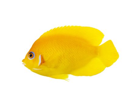 Lemon Peel Angelfish (Centropyge flavissimus) isolated on white background.