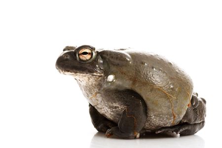 Colorado Bullfrog (Rana catesbeiana) isolated on white background.の写真素材