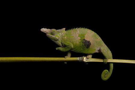 Fisher¡¯s chameleon (Chamaeleo fisheri) isolated on black background.の写真素材