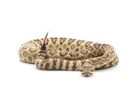 Great Basin Rattlesnake (Crotalus oreganus lutosus) isolated on white background.