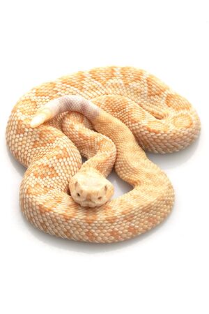 Albino Western Diamondback Rattlesnake (Crotalus atrox) isolated on white background.の写真素材
