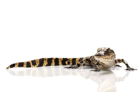 American alligator (Alligator mississippiensis) isolated on white background.の写真素材