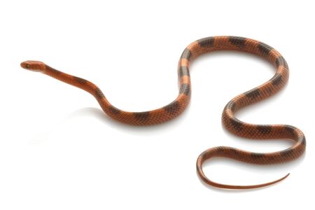 Banded Cat-eyed Snake (Leptodeira annulata) isolated on white background.