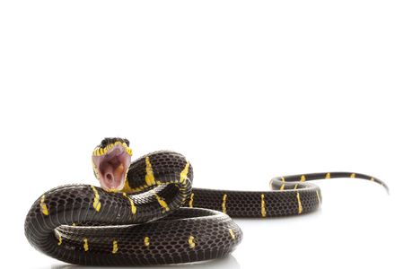 Mangrove Snake (Boiga dendrophila) isolated on white background.
