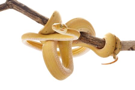 Amazon tree boa (Corallus hortulanus) isolated on white backgroundの写真素材
