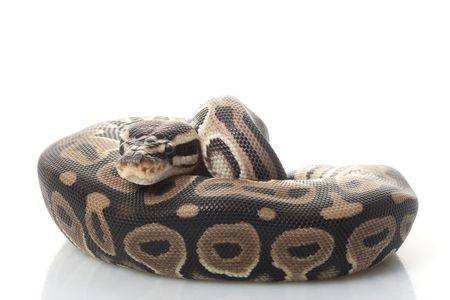 lori ball python (Python regius) isolated on white background. の写真素材