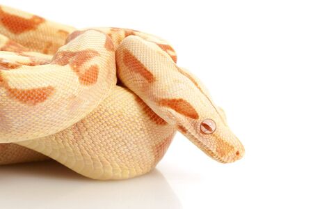 Sunglow Columbian Red-tailed Boa (B. c. constrictor) isolated on white background.の写真素材