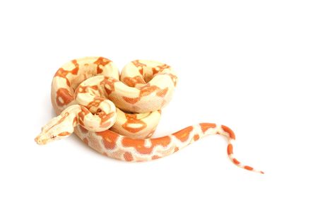 Sunglow Columbian Red-tailed Boa (B. c. constrictor) isolated on white background.の写真素材