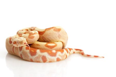 Sunglow Columbian Red-tailed Boa (B. c. constrictor) isolated on white background.の写真素材