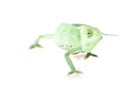 Veiled Chameleon (Chamaeleo calyptratus) isolated on white background.の写真素材