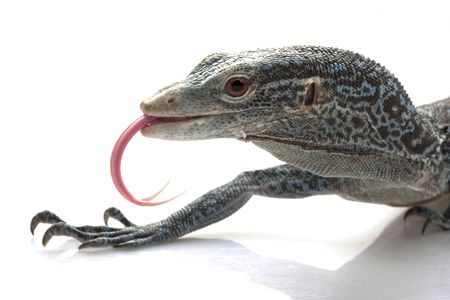 Blue Tree Monitor Lizard (Varanus macraei) isolated on white background.の写真素材