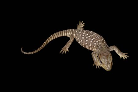Juvenal savannah monitor (Varanus exanthematicus) isolated on black background.の写真素材