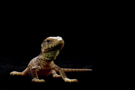 Juvenal savannah monitor (Varanus exanthematicus) isolated on black background.の写真素材