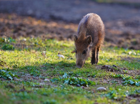 Cute little wild piglet, grazing in the sunの写真素材