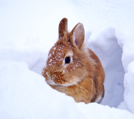 light brown lionhead rabbit outdoors in the snow, snowflakes on the head, watchingの写真素材