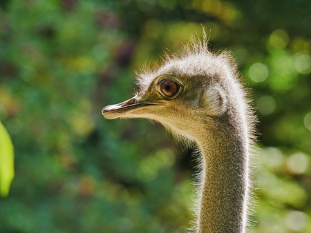 head of an ostrich, detailled closeup, backlit by sunlight, defocused background