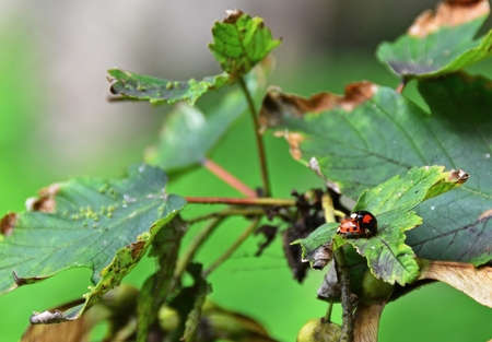 a pair of ladybugs, ladybird beetles, ladybeetles with different color, on foliage, mating, breedingの写真素材