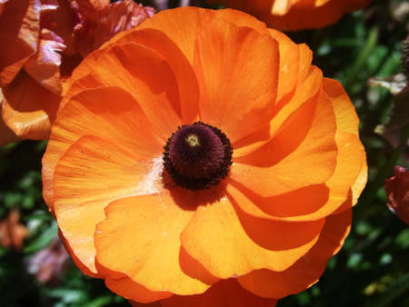 orange poppy                                          