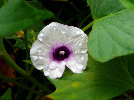 Sweet Potato Flower