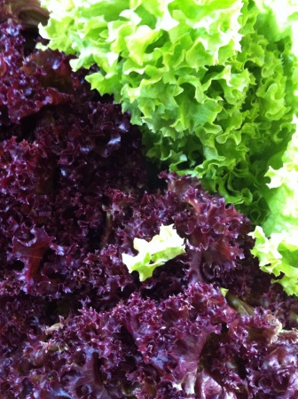 Close up of coral lettuceの素材