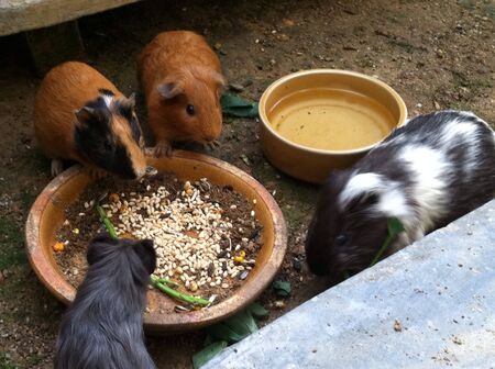 Guinea pigsの素材