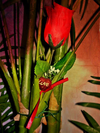 A rose to love youの写真素材