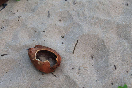 Coconut on the Sand