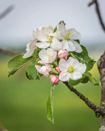 Spring Apple Blossomsの写真素材