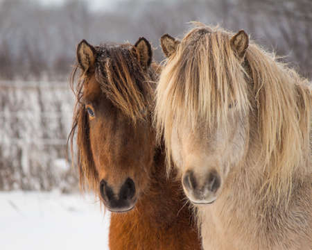 Icelandic Horses in Winter