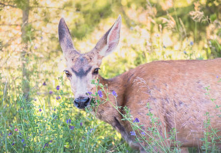 Mule Deer Doe with Alfalfa Flowers at Sunset in late springの写真素材