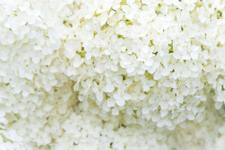 Close-Up of White Snowball Hydrangea Flowersの写真素材