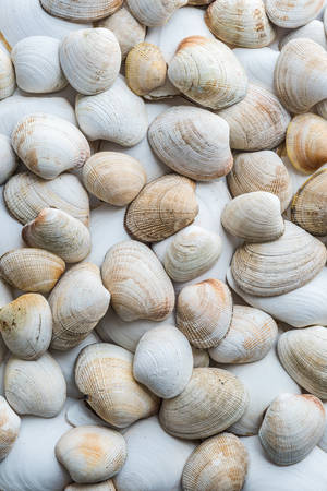 Collection of various clam shells in white and pastel portrait formatの写真素材