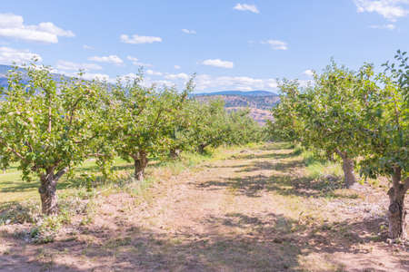 Rows of apple trees in orchard with blue skies in summerの写真素材