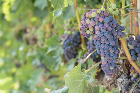 Cluster of purple grapes on vine in vineyard