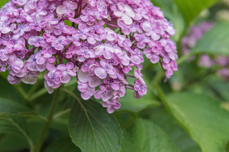 Close up of beautiful purple hydrangea flowers blooming in summer garden