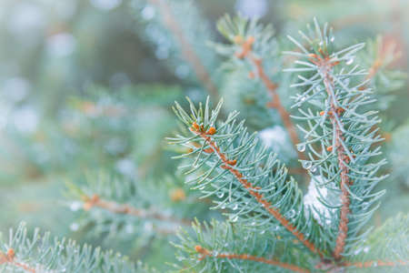 Close-up detail of spruce tree branches with snow and water drops on the spruce needles