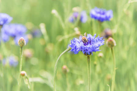 Honeybee on a Blue Cornflowerの写真素材