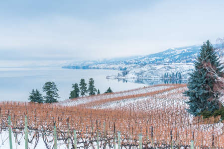Rows of grapevines in snow covered vineyard with Okanagan Lake and mountains on foggy winter afternoonの写真素材