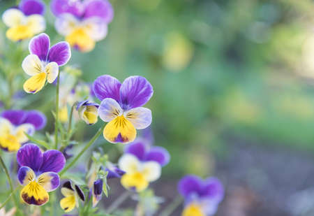Purple and Yellow Johnny Jump-Ups (Violas) with green backgroundの写真素材