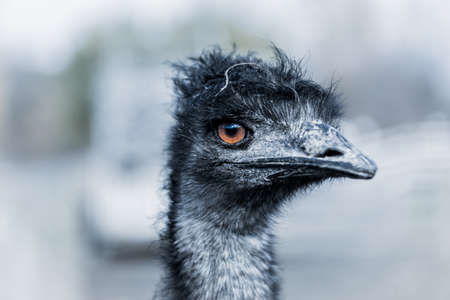 Close-up portrait of an emuの写真素材