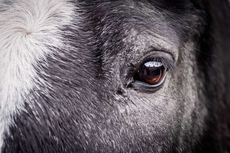 Black horse with white blaze closeup of eyeの写真素材