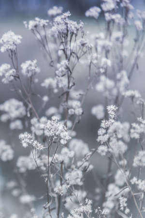 White Wildflower Seedheads in Autumn with grey and blue backgroundの写真素材