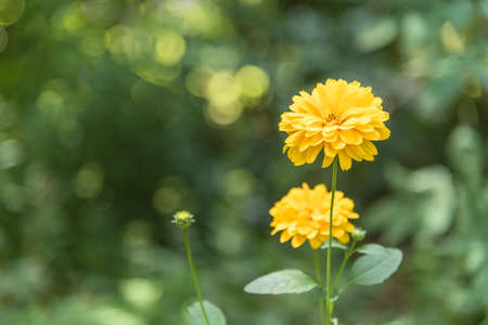 Bright Yellow Dahlia Flowers in Summer Garden with sparkling green backgroundの写真素材