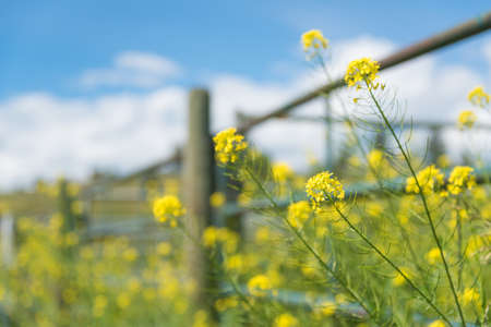 Wild mustard flowers blooming along a fence in summerの写真素材
